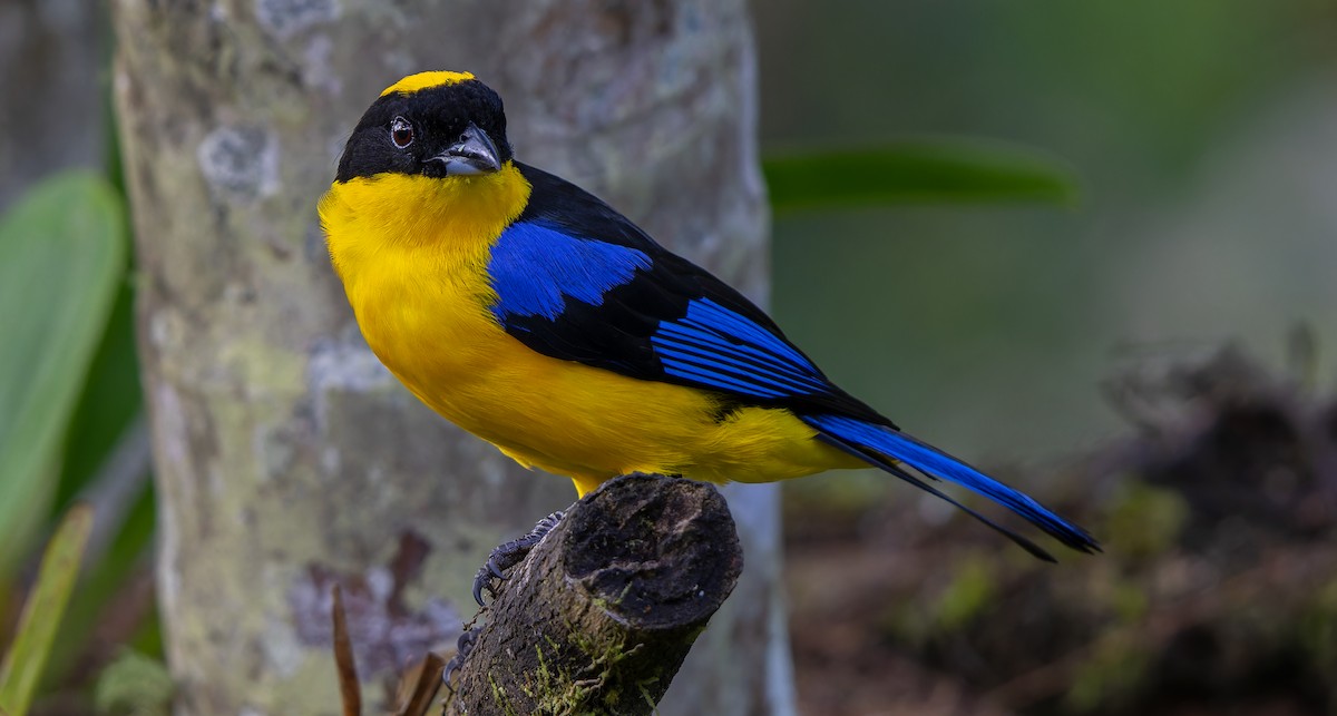 Blue-winged Mountain Tanager - ML612778747