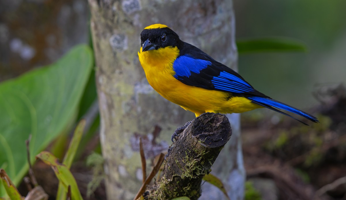 Blue-winged Mountain Tanager - ML612778748
