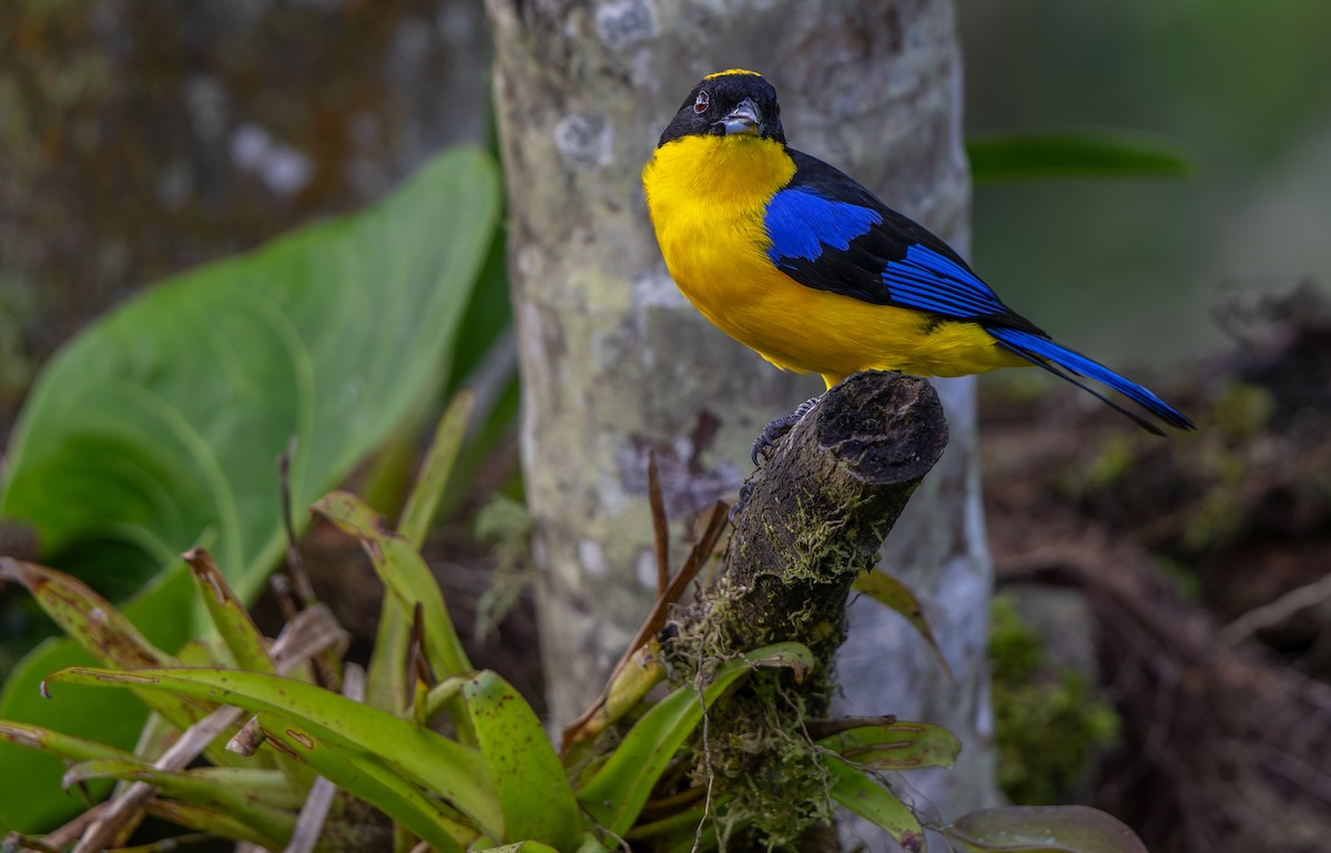 Blue-winged Mountain Tanager - ML612778749