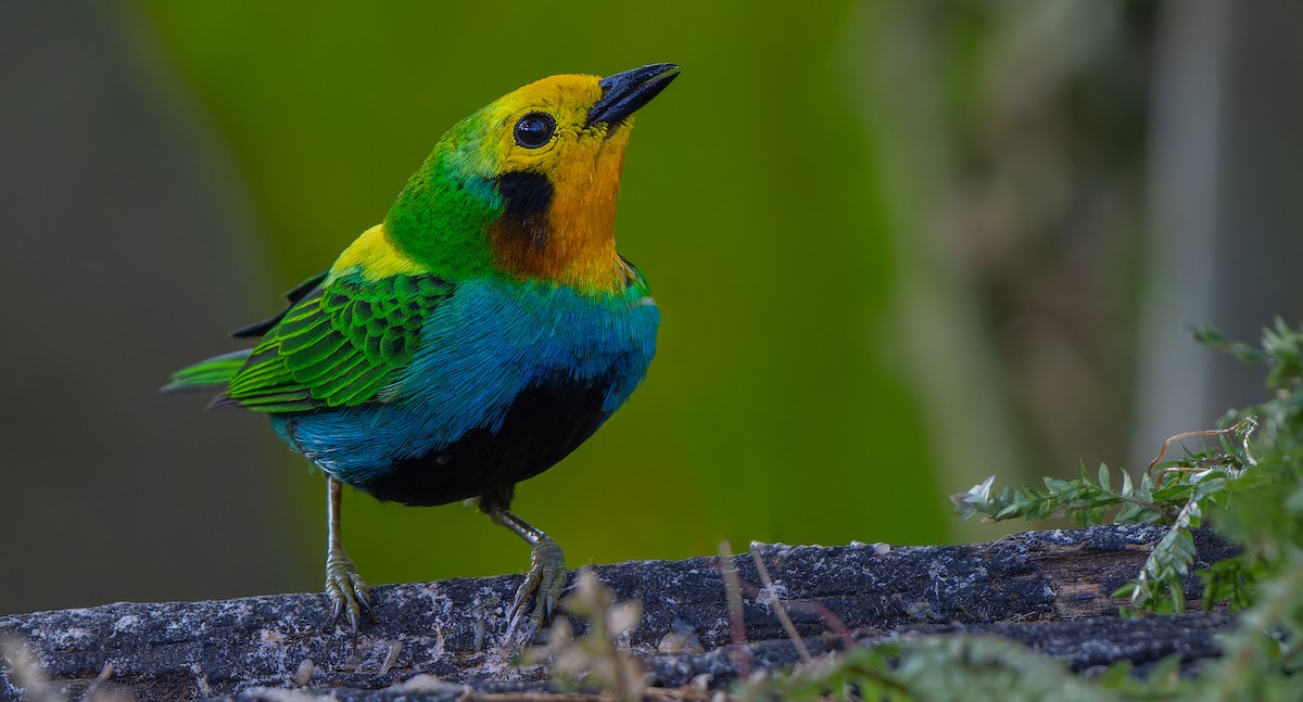 Multicolored Tanager - ML612778752