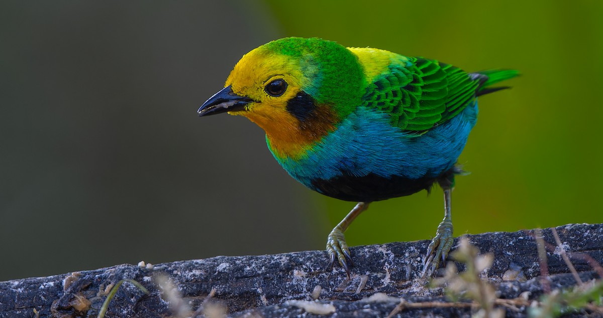 Multicolored Tanager - ML612778754
