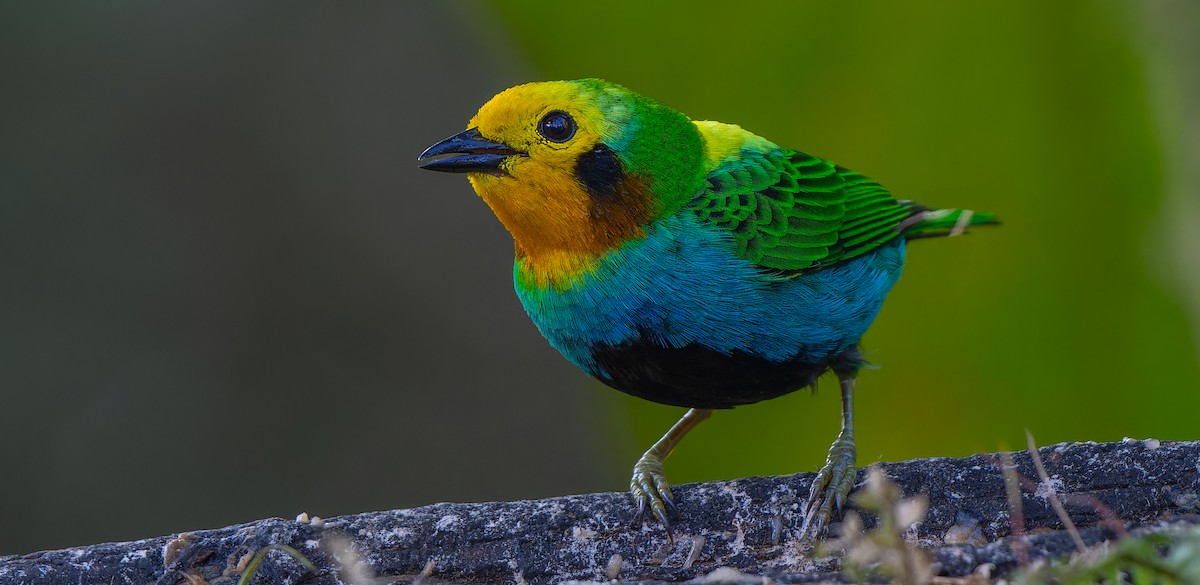 Multicolored Tanager - ML612778755