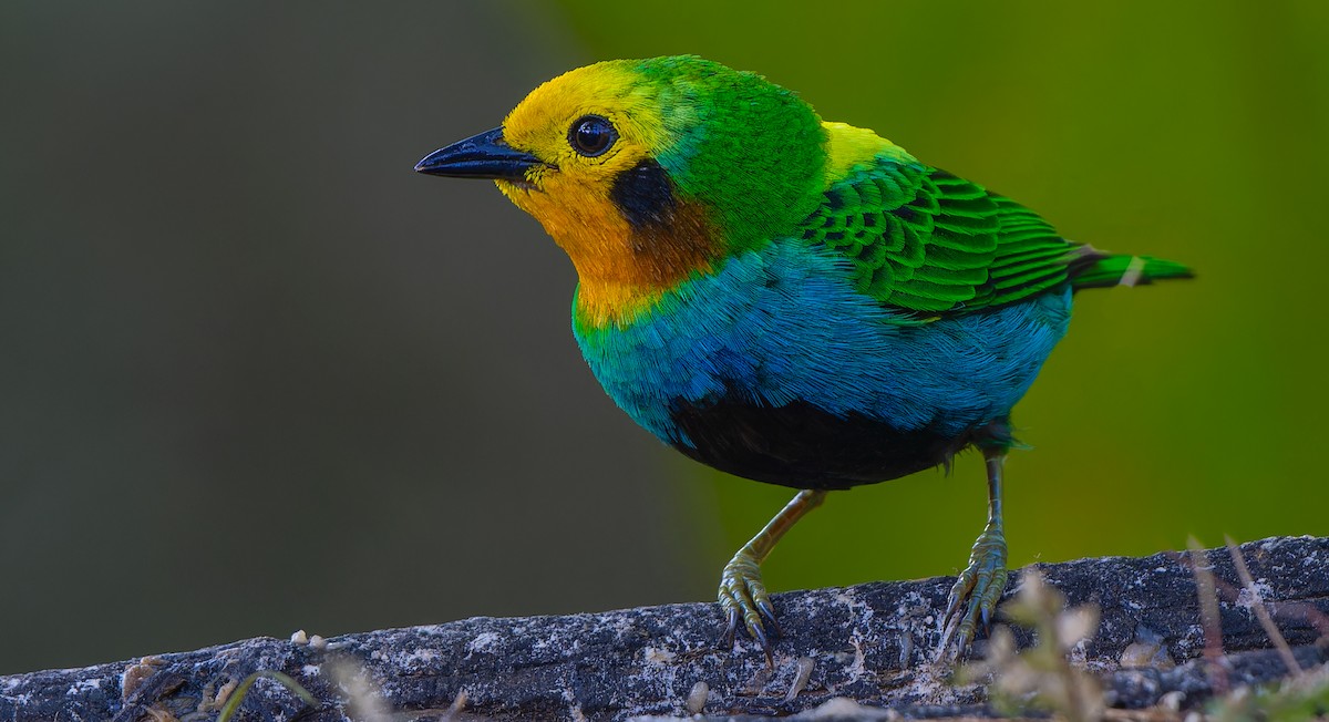 Multicolored Tanager - ML612778757