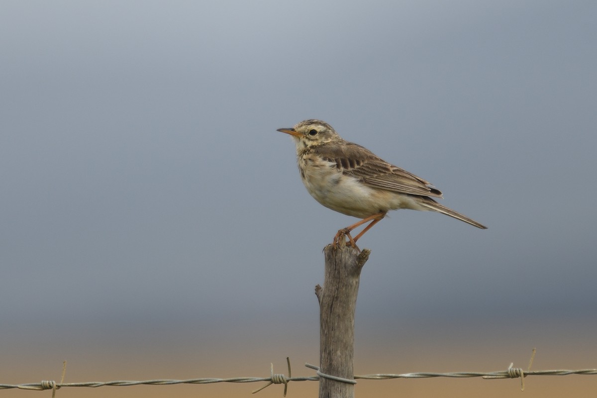 African Pipit - ML612778840
