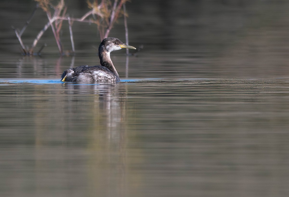 Red-necked Grebe - ML612779186
