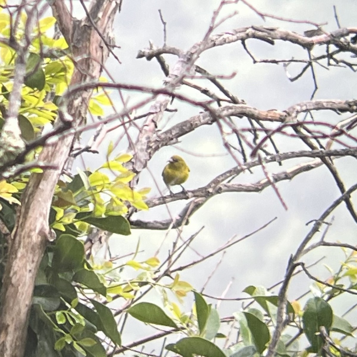 Oahu-Amakihikleidervogel - ML612779529