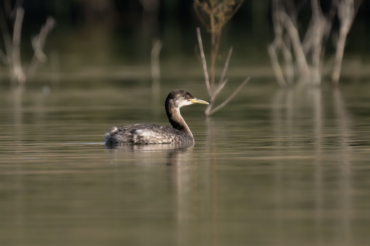 Red-necked Grebe - ML612779549