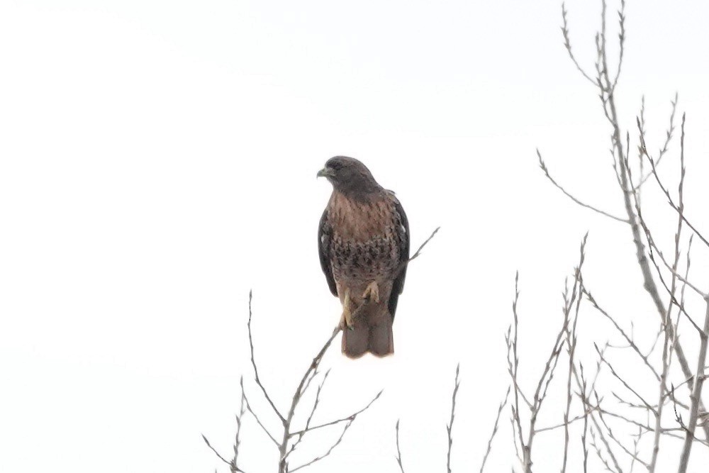 Red-tailed Hawk - ML612779601