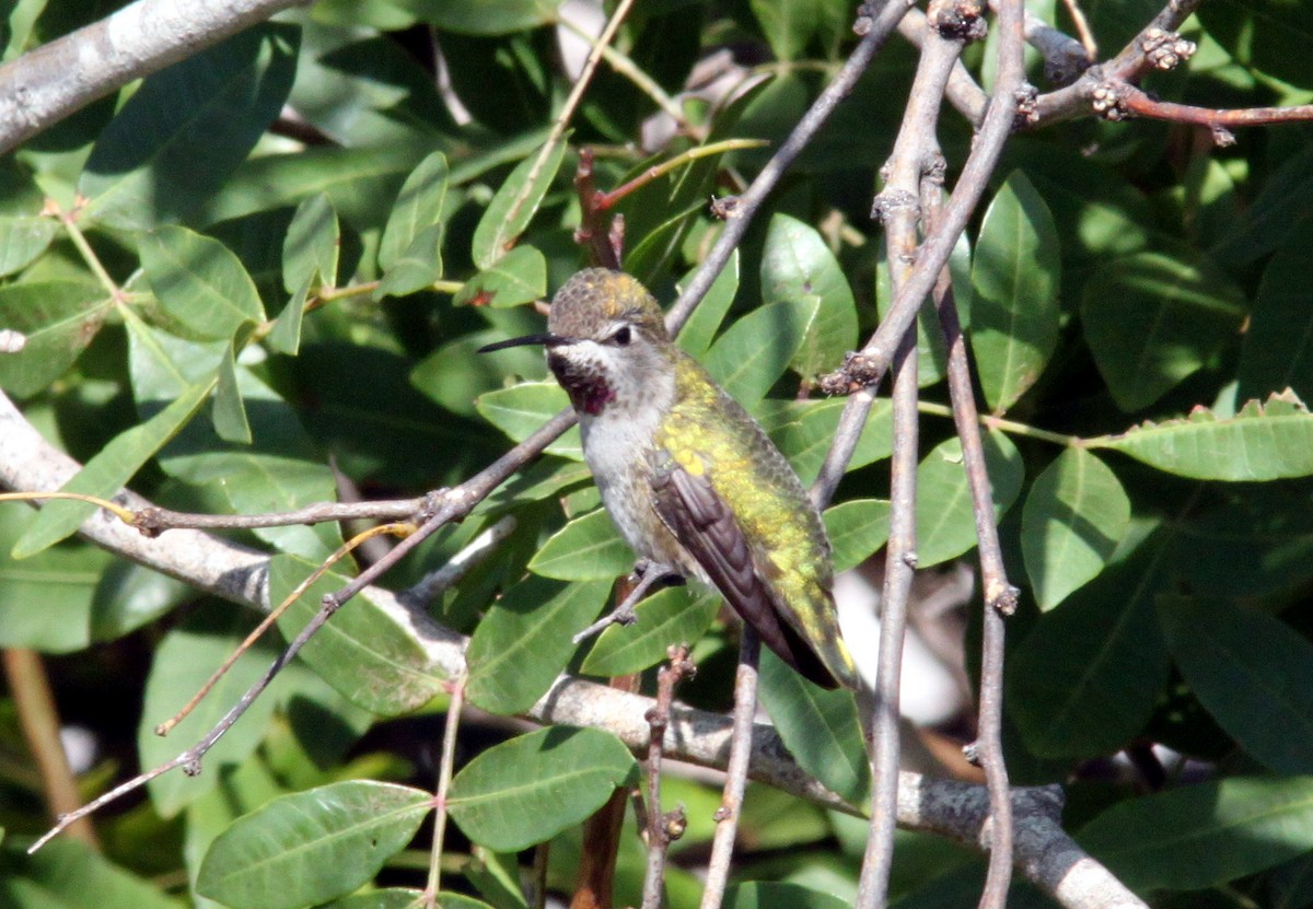 Anna's Hummingbird - Dan Jones