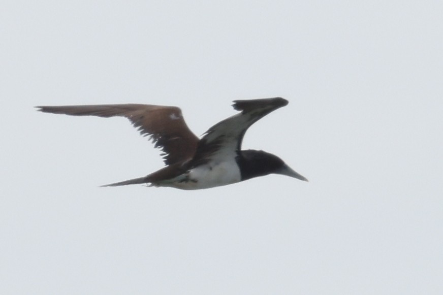 Brown Booby - ML612779665