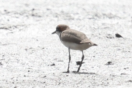 Red-capped Plover - ML612779669