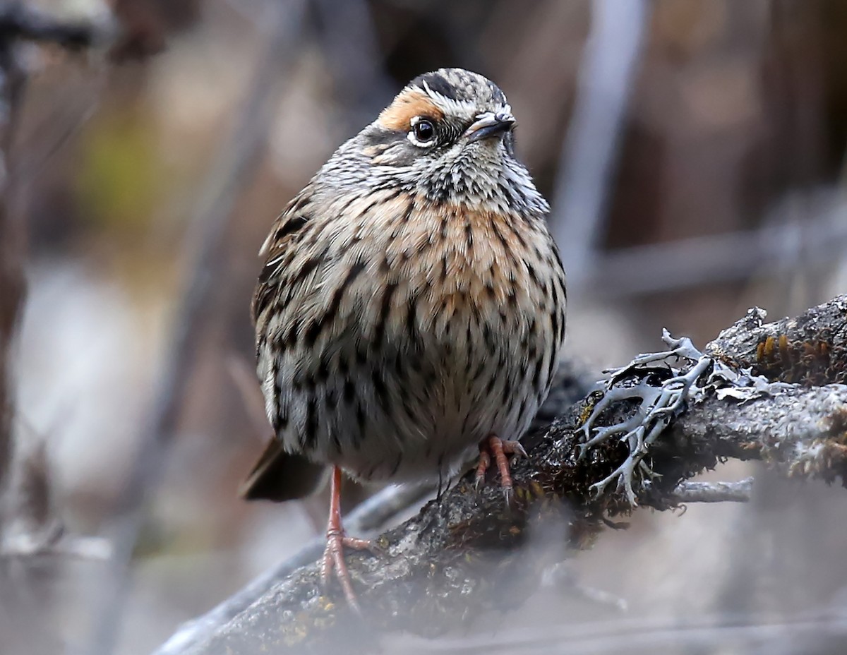 Rufous-breasted Accentor - ML612780127