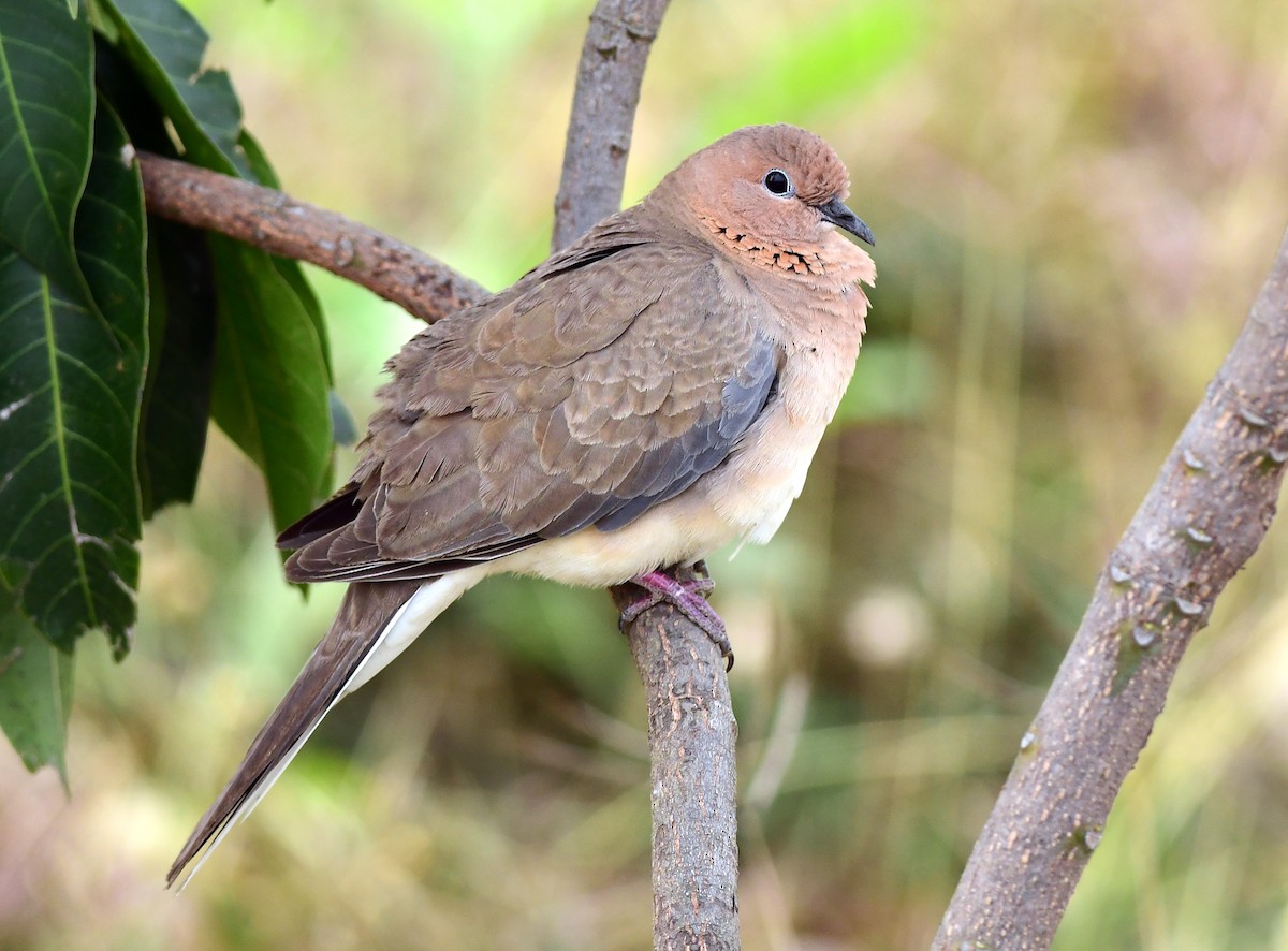Laughing Dove - ML612780170