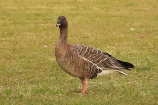 Pink-footed Goose, ML612780237