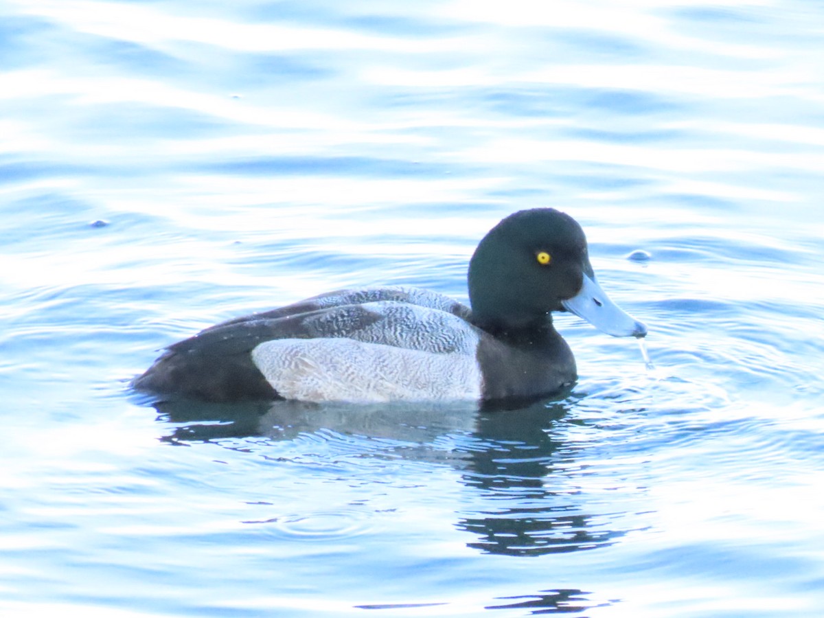 Greater Scaup - ML612780548