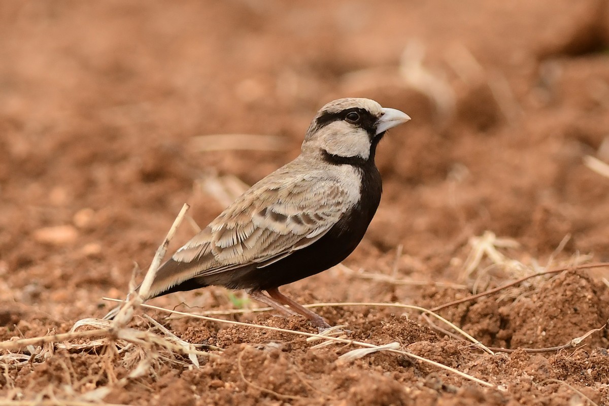Ashy-crowned Sparrow-Lark - ML612780564