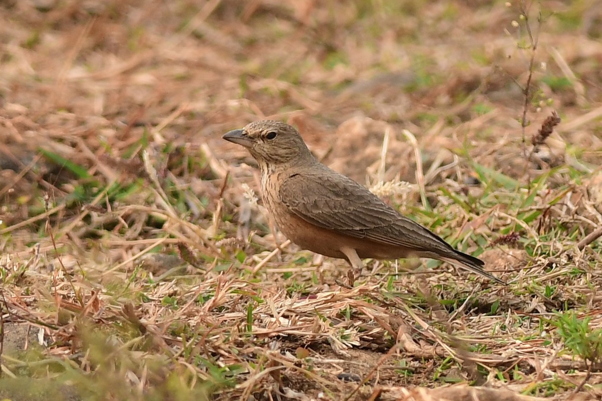 Rufous-tailed Lark - Ajoy Kumar Dawn
