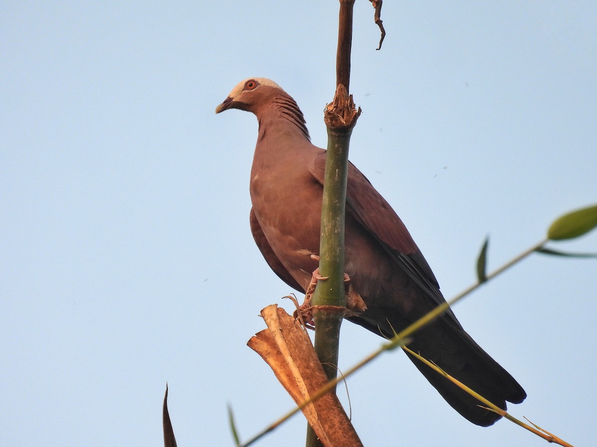 Pale-capped Pigeon - ML612780714