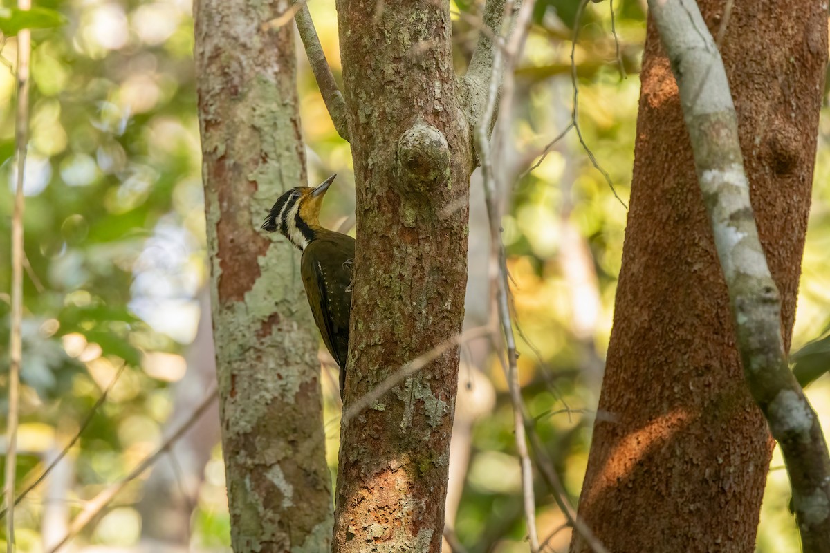 Olive-backed Woodpecker - Bao Shen Yap