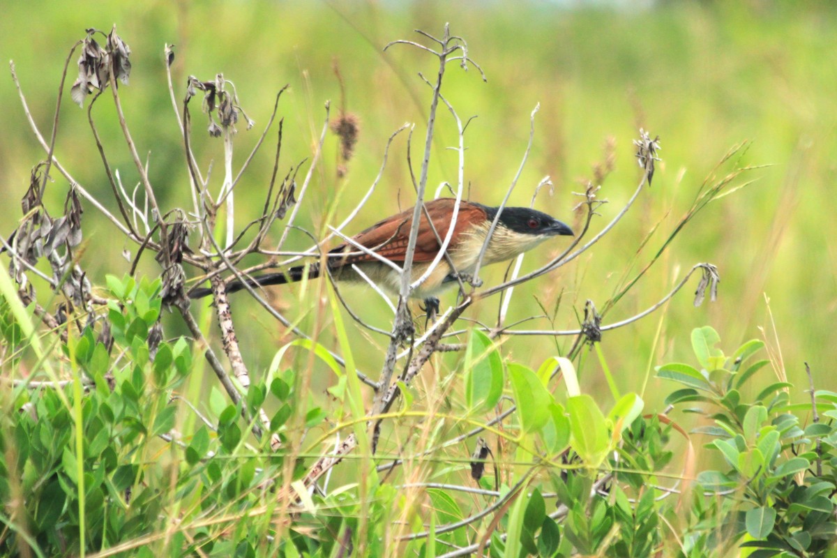 White-browed Coucal (Burchell's) - ML612781298