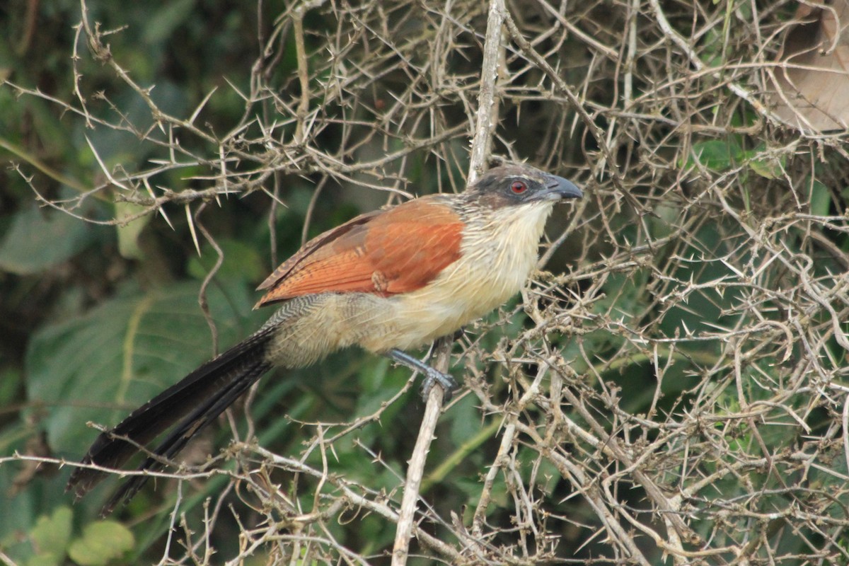 White-browed Coucal (Burchell's) - ML612781299