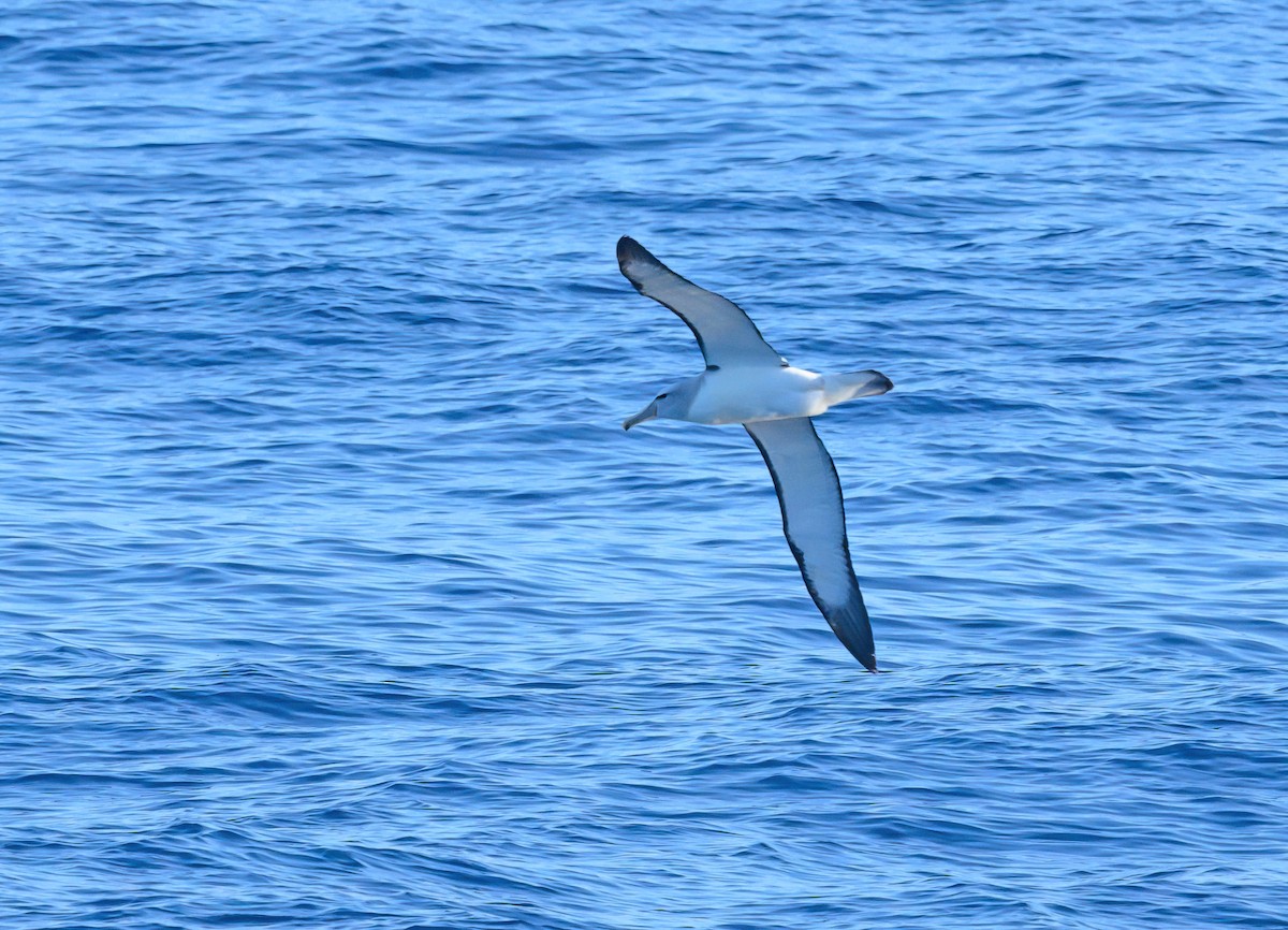Salvin's Albatross - ML612781301