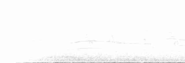 Чёрно-белая веерохвостка - ML612781328