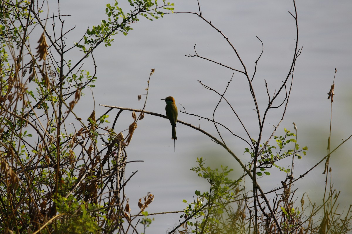 Asian Green Bee-eater - ML612781742