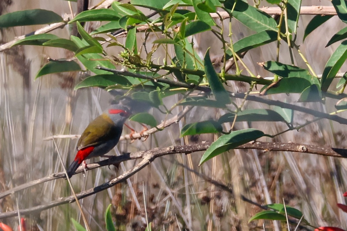 Red-browed Firetail - ML612781770