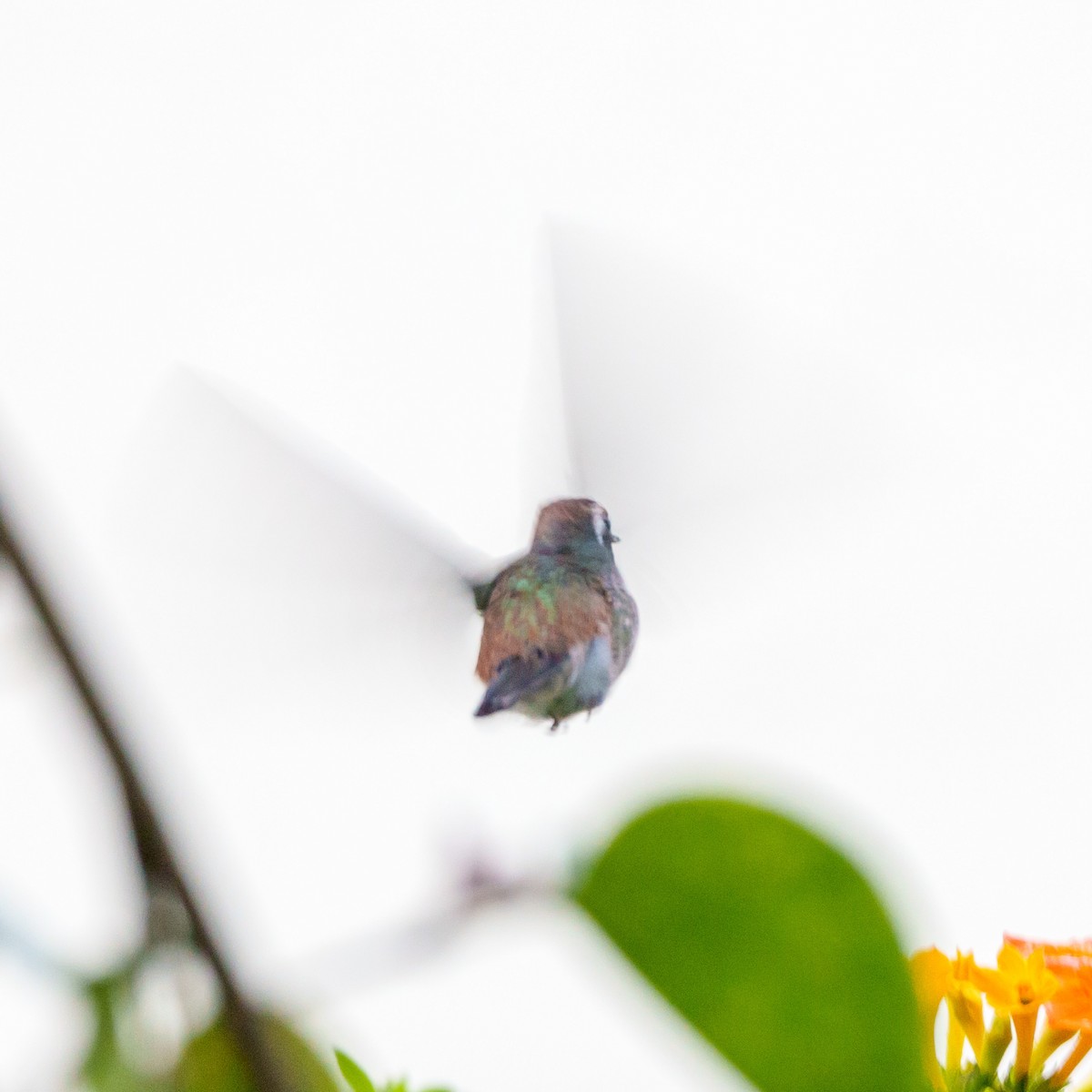 White-eared Hummingbird - ML612782077