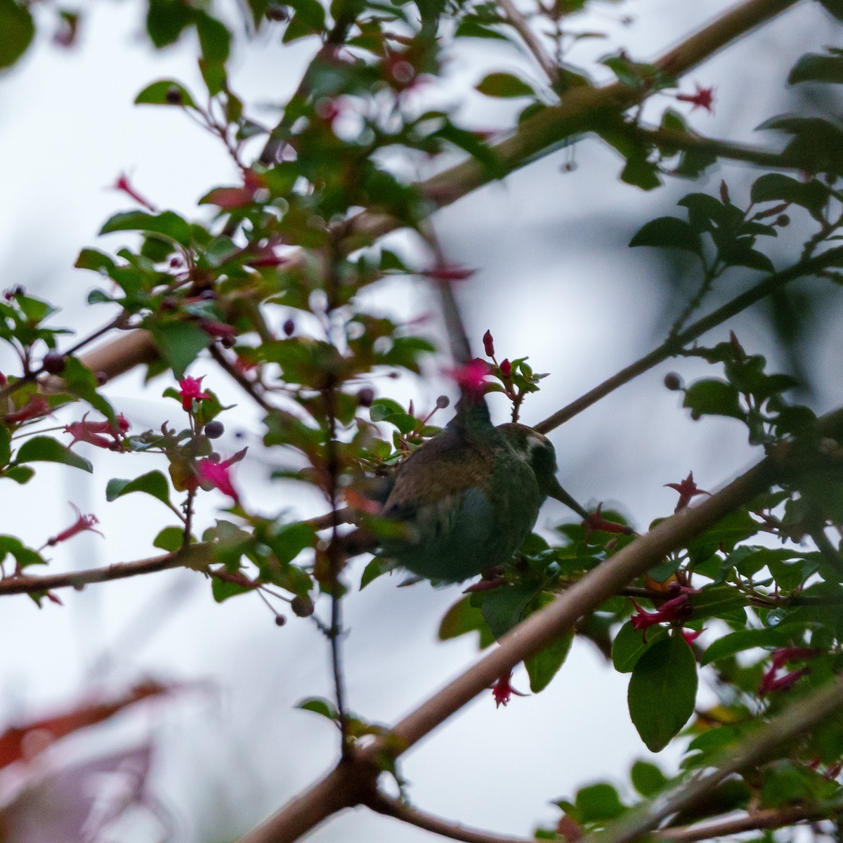White-eared Hummingbird - ML612782078