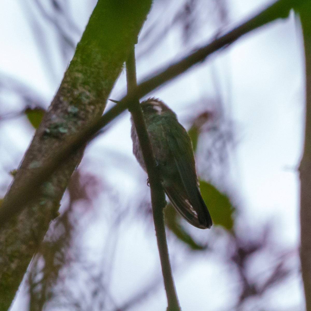 White-eared Hummingbird - ML612782079