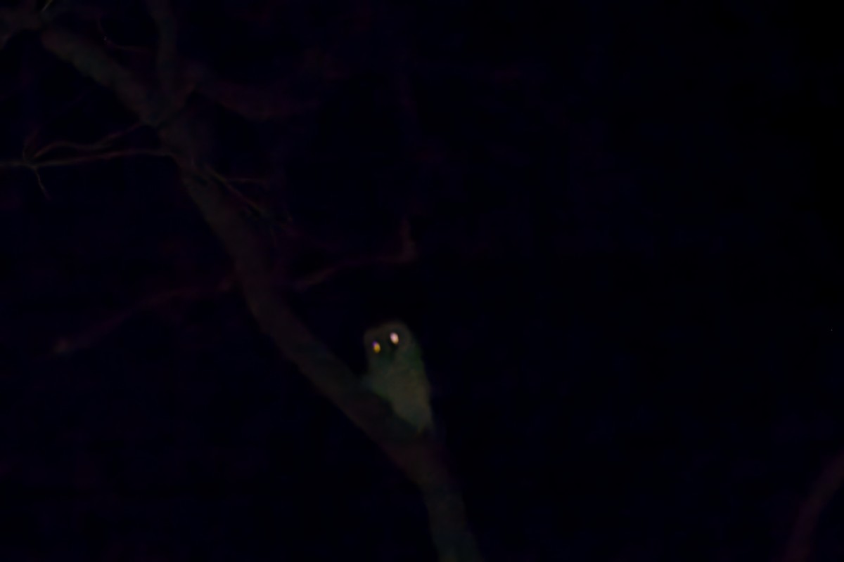 Australian Masked-Owl - ML612782199