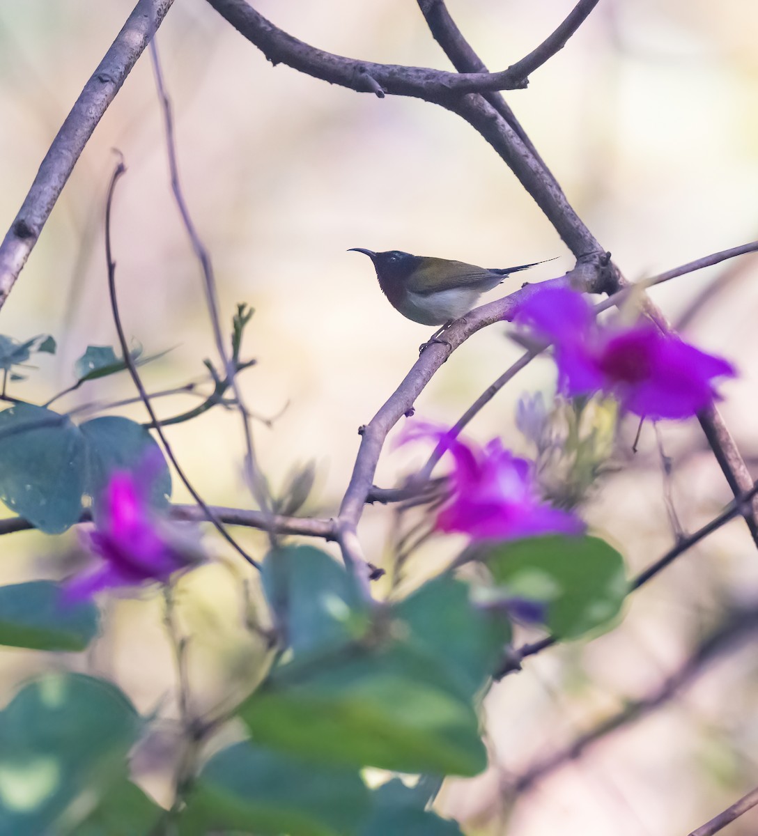 Fork-tailed Sunbird - Dong Yan