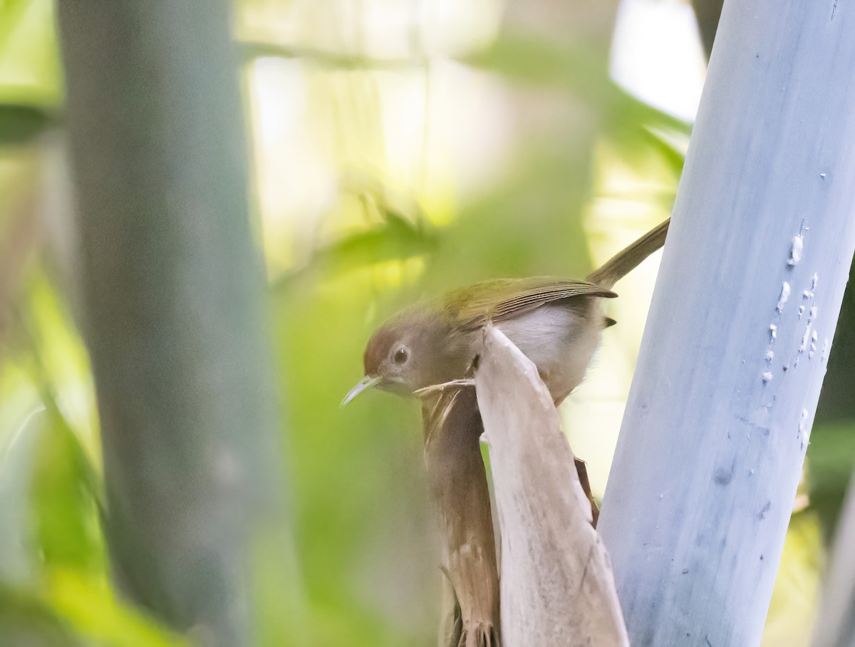 Common Tailorbird - Dong Yan
