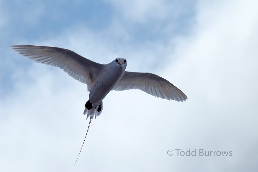 Red-tailed Tropicbird - Todd Burrows