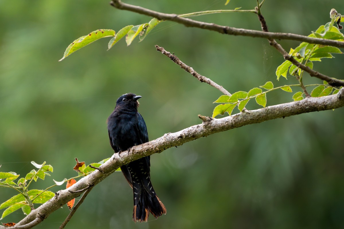 Square-tailed Drongo-Cuckoo - ML612782829