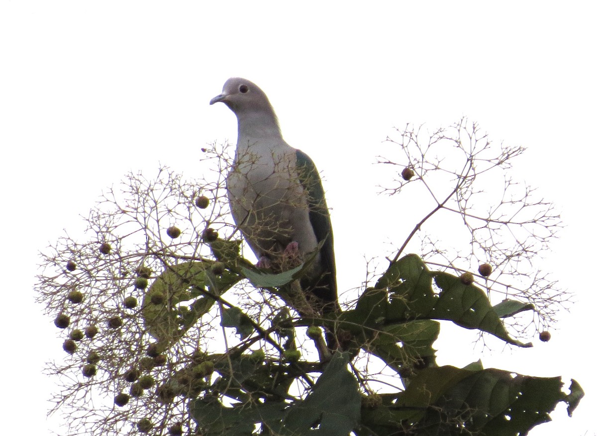 Green Imperial-Pigeon - ML612782894