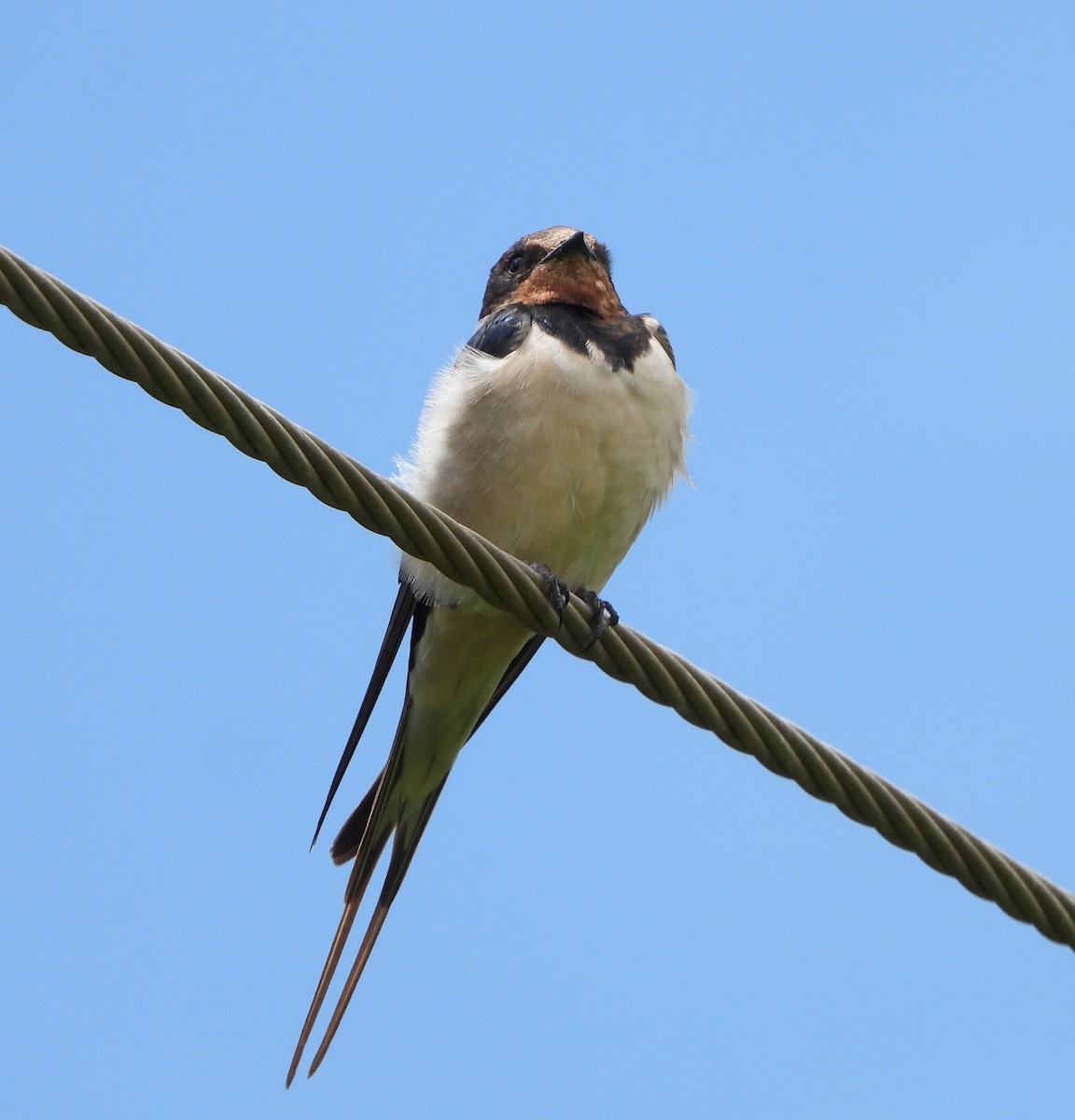 Barn Swallow - Doris  Schaule
