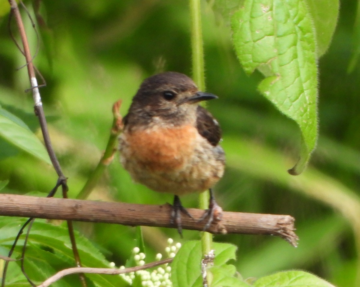 African Stonechat (African) - ML612783089