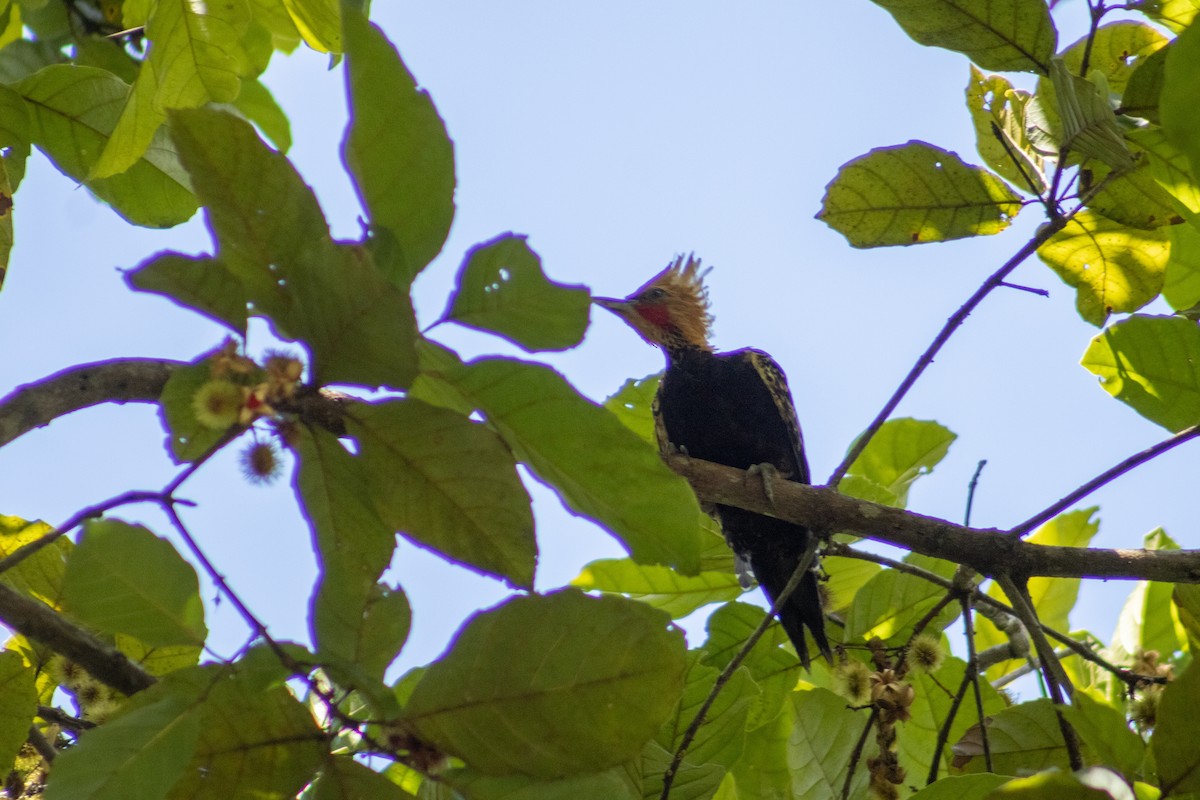 Ochre-backed/Blond-crested Woodpecker - ML612783102