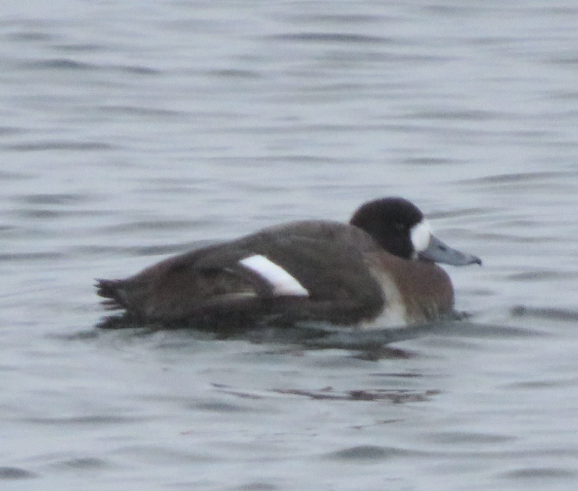 Greater Scaup - ML612783402