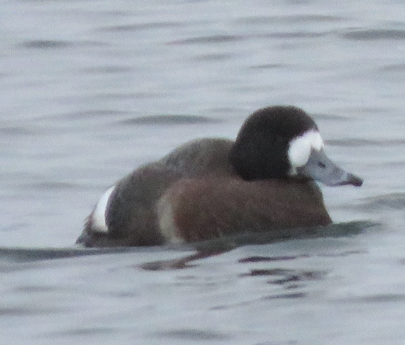 Greater Scaup - ML612783403