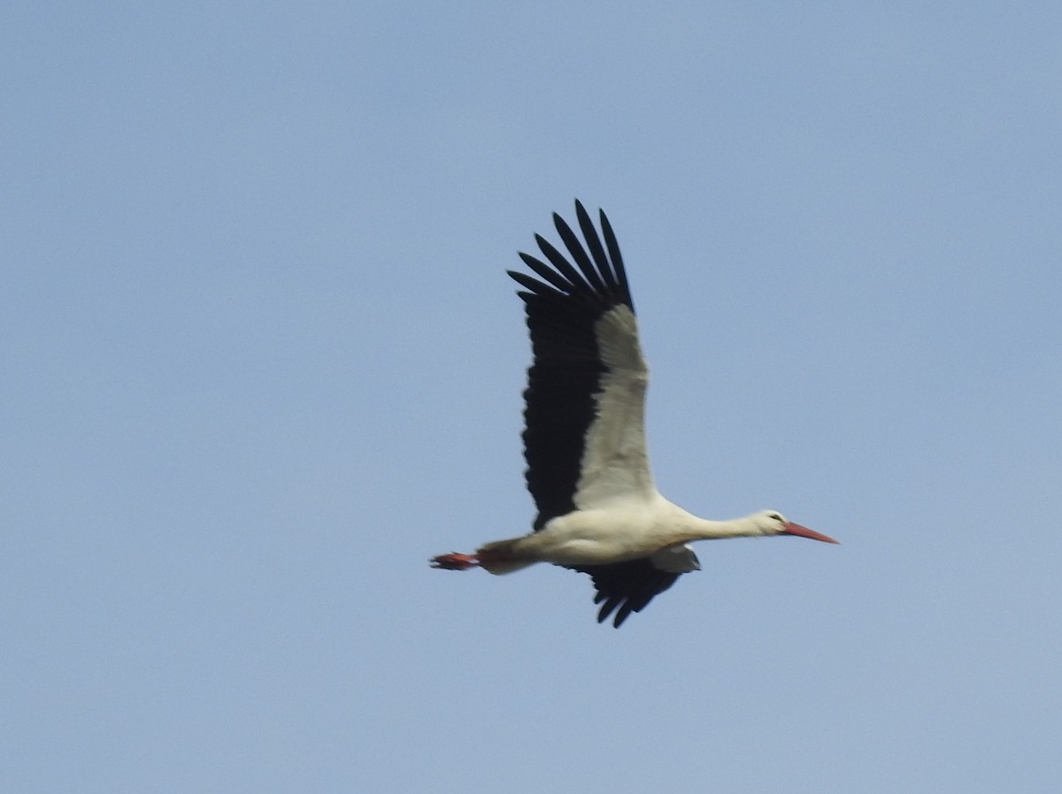 White Stork - ML612783411