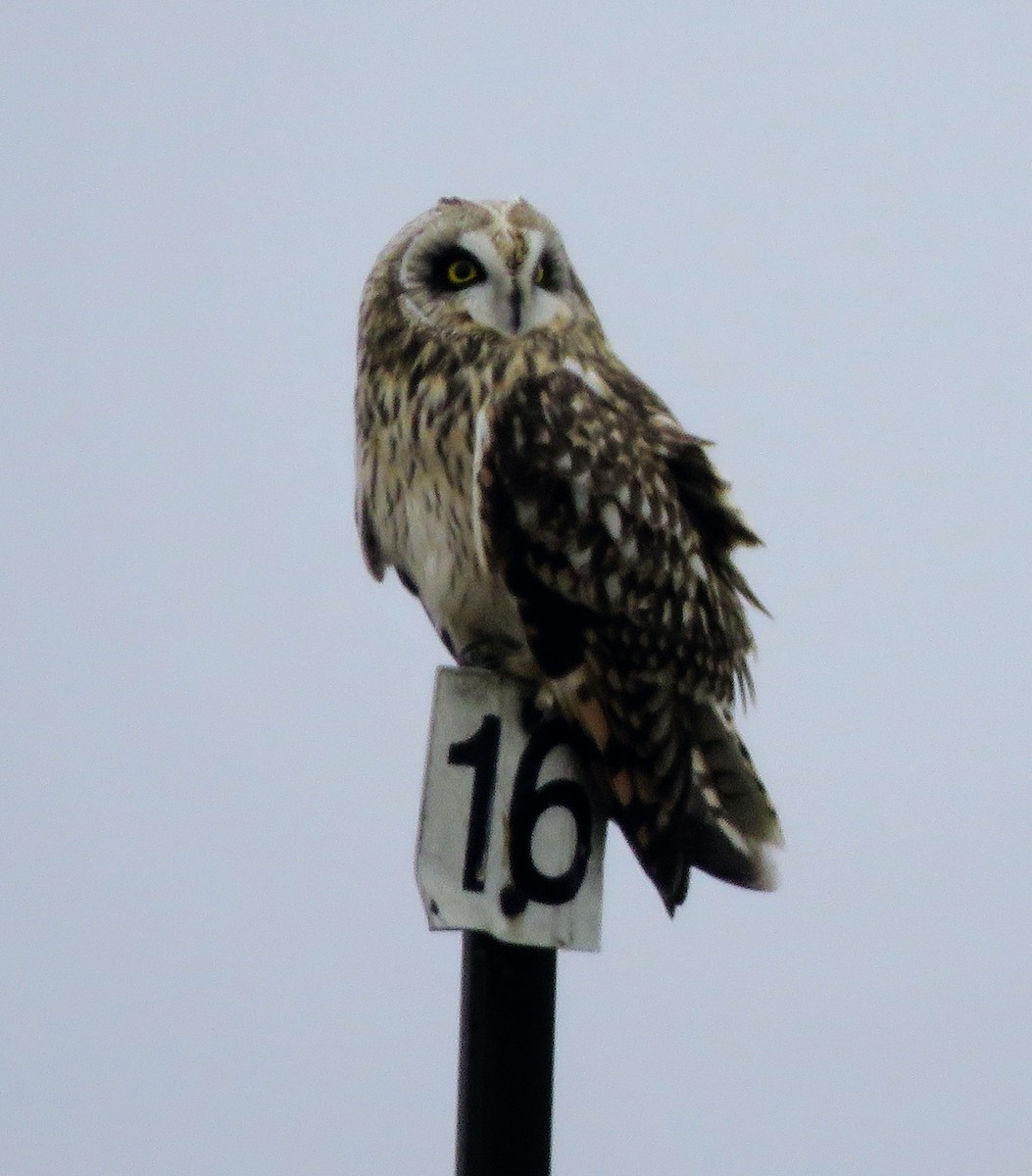 Short-eared Owl - ML612783490