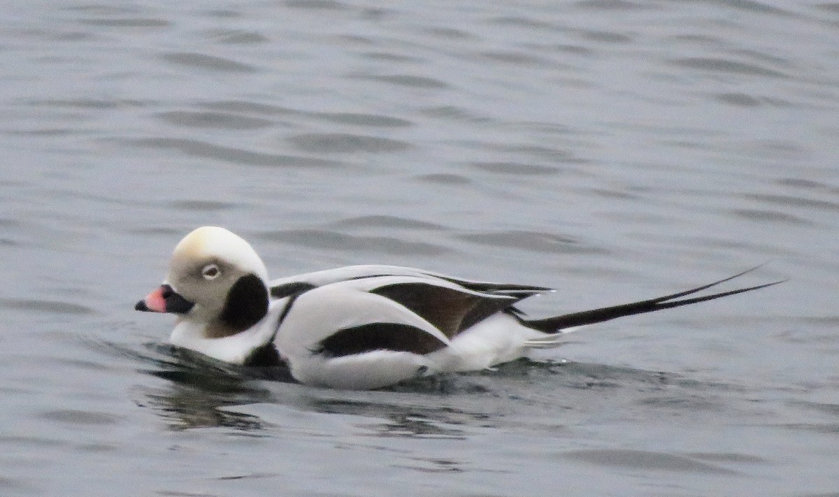 Long-tailed Duck - ML612783523