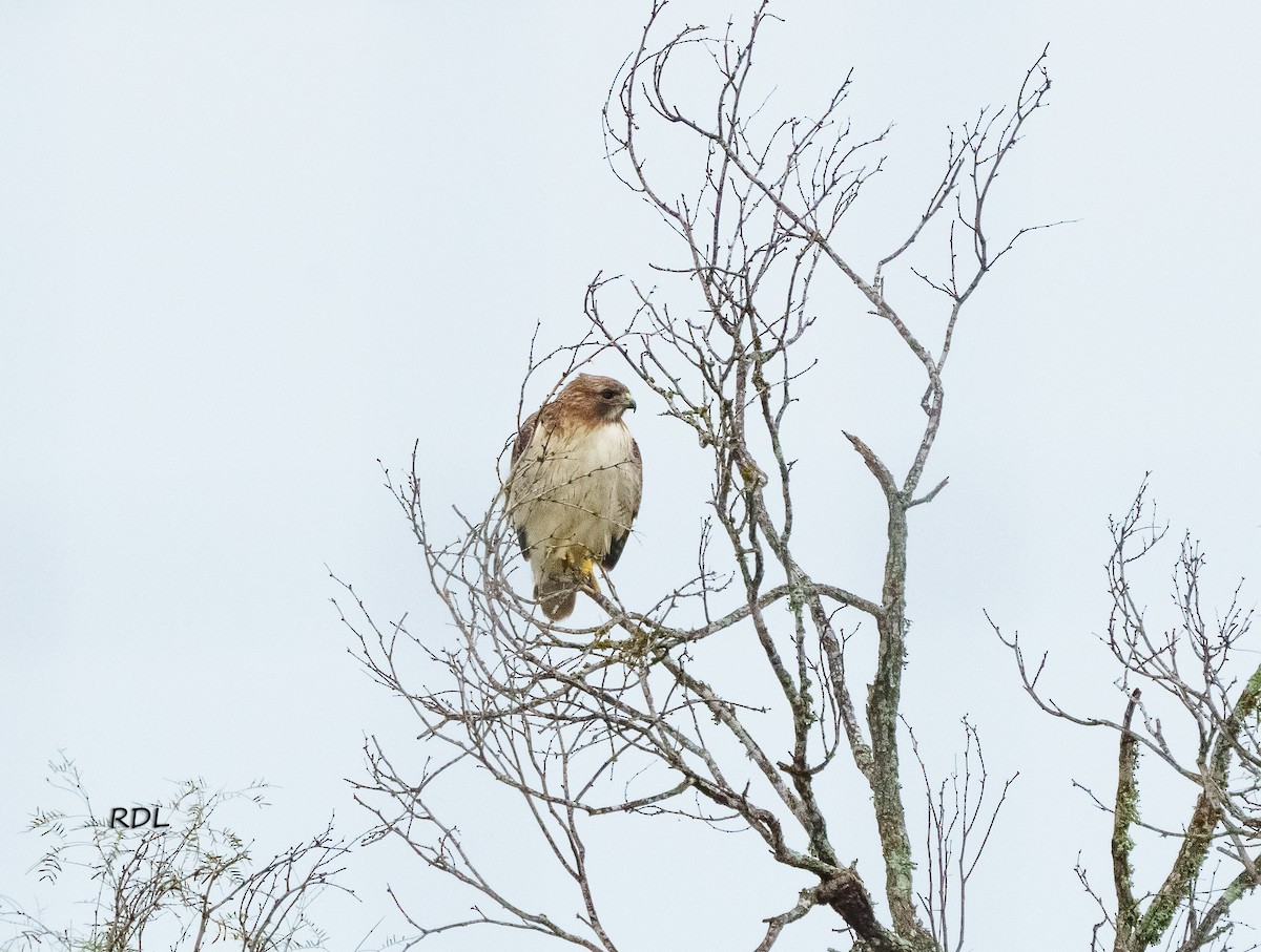 Red-tailed Hawk - ML612783546
