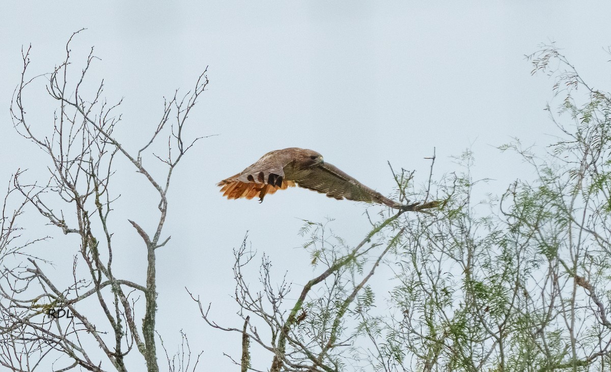 Red-tailed Hawk - ML612783548