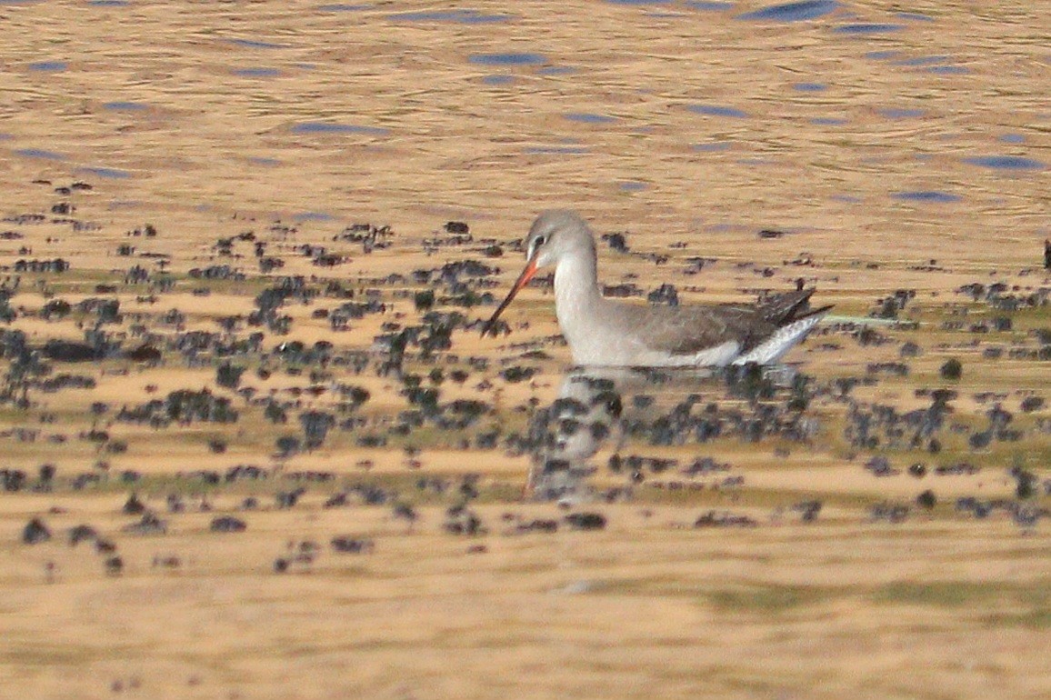 Spotted Redshank - ML612783994
