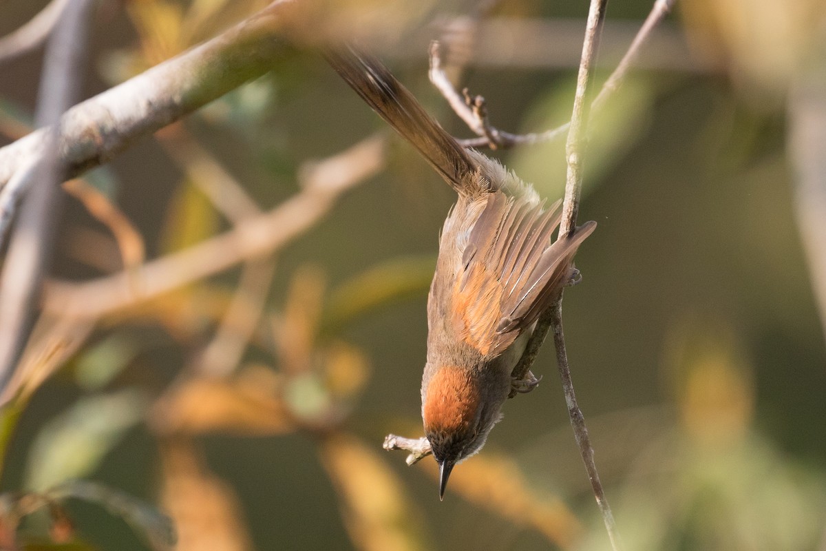 Pale-breasted Spinetail - ML612784191